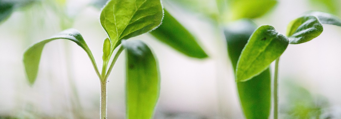 Cum se folosesc optim pesticidele în vederea combaterii buruienilor, dăunătorilor și bolilor