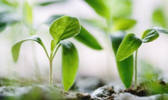Cum se folosesc optim pesticidele în vederea combaterii buruienilor, dăunătorilor și bolilor