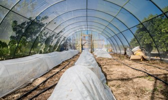 Cum se efectuează dezinfecția pământului din solar