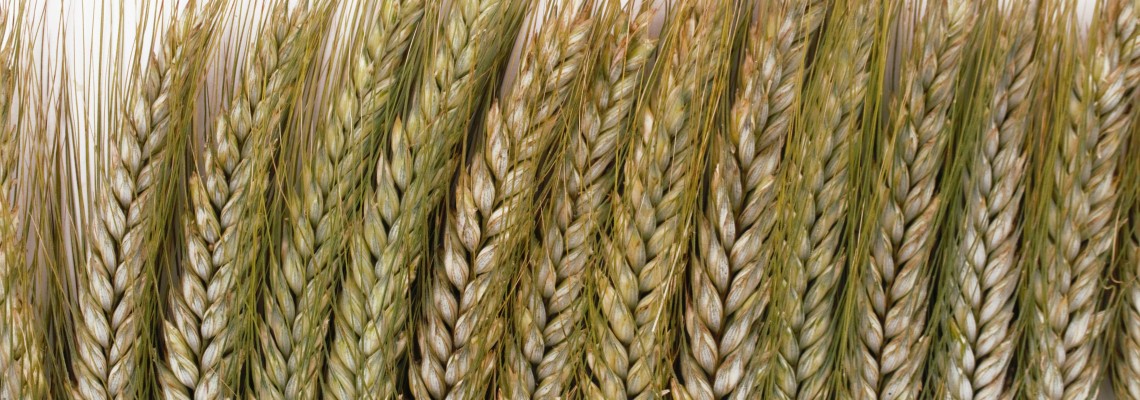 Agricultura României - singura din lume care a primit calificativul Exceptional