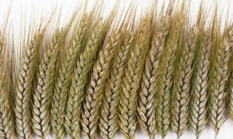 Agricultura României - singura din lume care a primit calificativul Exceptional