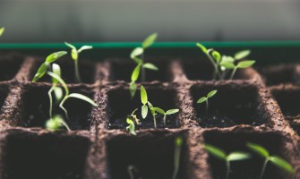 Calitățile turbei de substrat și metode de utilizare