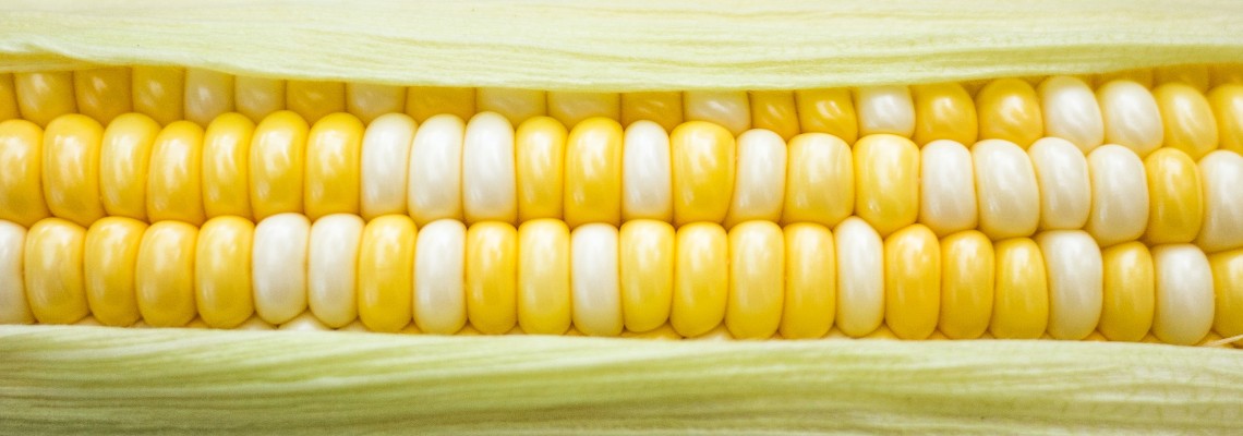 De ce este important să folosim semințe de calitate în agricultură