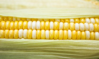 De ce este important să folosim semințe de calitate în agricultură