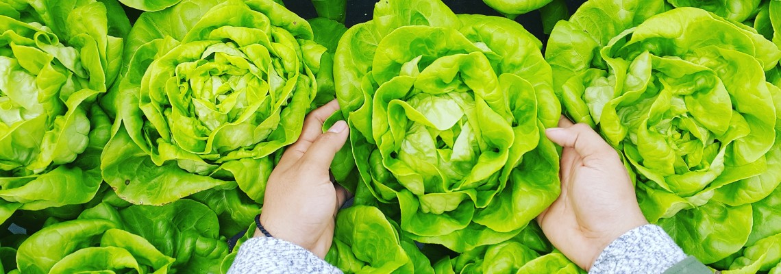Cum poate salva lumea agricultura ecologică