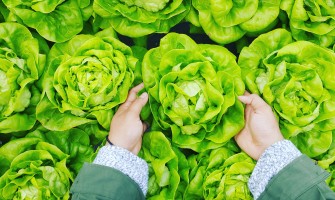 Cum poate salva lumea agricultura ecologică