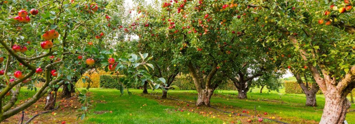 Tratamante fitosanitare de toamna la pomii fructiferi