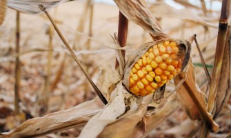 Cea mai bună îngrijire oferită plantelor în perioadele de secetă