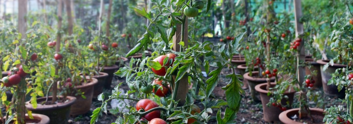 Calendar lunar de plantare - ce legume pot fi plantate în fiecare lună
