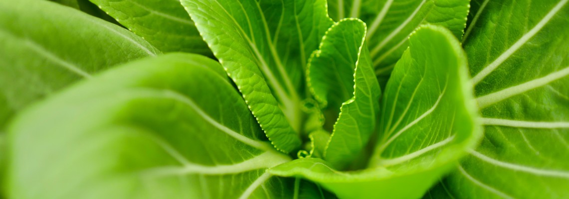 Suplimente pentru plante - biostimulatorii