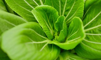 Suplimente pentru plante - biostimulatorii